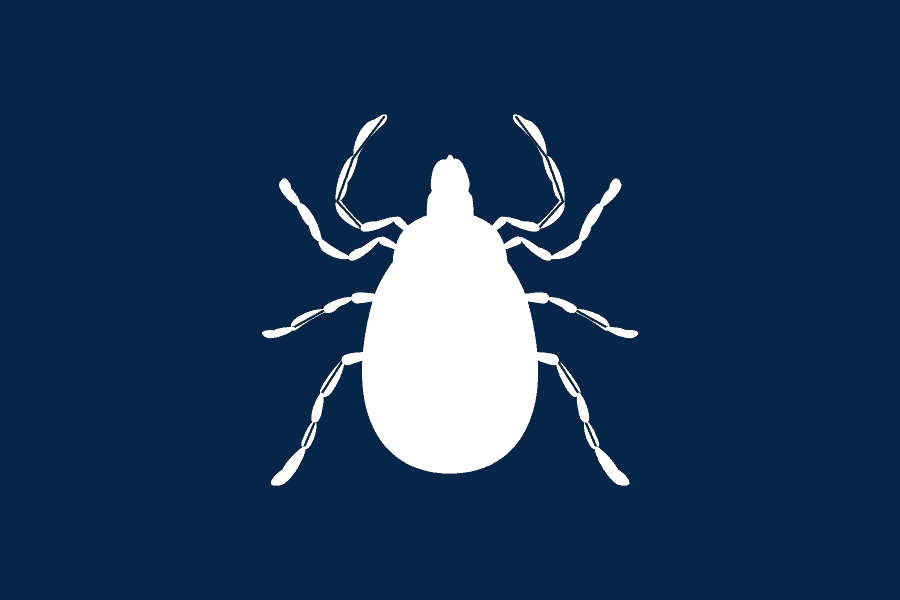 ticks